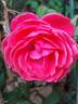 Princesse de Jardin Marie-José rose photo
