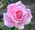 Bewitched rose photo