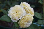 Symphony ® rose photo