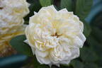 Symphony ® rose photo