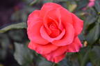 Corvette ™ rose photo