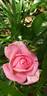 ADA 99103 rose photo
