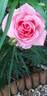 ADA 99103 rose photo