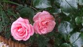 La Fontaine aux Perles rose photo