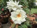 Blanche Mallerin rose photo