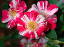 Stars 'n' Stripes rose photo