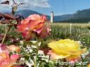 Flaming Star rose photo