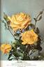Allgold ® rose photo