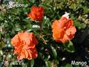Mango rose photo