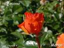 Mango rose photo