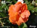 Mango rose photo