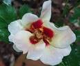 Cream Babylon Eyes rose photo
