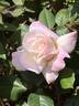 Pristine ® rose photo