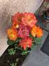 Piñata rose photo