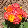 Piñata rose photo