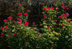 Kirsten Poulsen rose photo