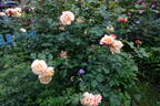 Caramella rose photo