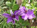 The President clematis photo