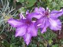 The President clematis photo