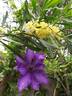 The President clematis photo