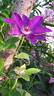 The President clematis photo