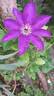 The President clematis photo