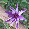 The President clematis photo