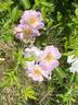 1IA40 rose photo