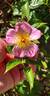 1IA40 rose photo