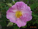 St. Nicholas rose photo