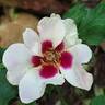 Cream Babylon Eyes rose photo
