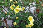 Canary Bird rose photo