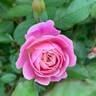 Head Over Heels rose photo
