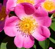 Complicata rose photo