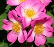 Complicata rose photo