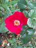 Robusta rose photo