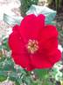 Robusta rose photo