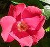 Robusta rose photo