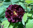 Tuscany Superb rose photo