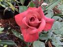 Black Tea rose photo