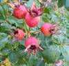 Lacy Parasol rose photo