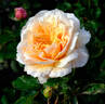 English Garden ® rose photo