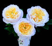English Garden ® rose photo