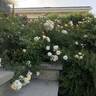 Softee rose photo
