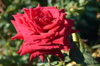 Loving Memory rose photo