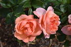 Heaven on Earth rose photo