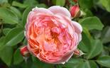 Heaven on Earth rose photo