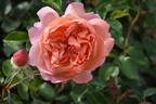 Heaven on Earth rose photo