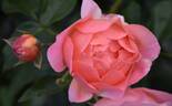 Heaven on Earth rose photo