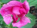 Wild Edric rose photo